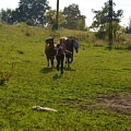 Third hiporehabilitation stay (Přeštěnice u&nbsp;Milevska, August 2013)
