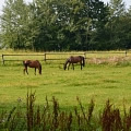 Third hiporehabilitation stay (Přeštěnice u&nbsp;Milevska, August 2013)