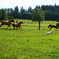 Our horses