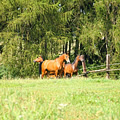 Our horses