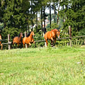 Our horses