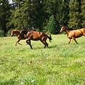 Our horses